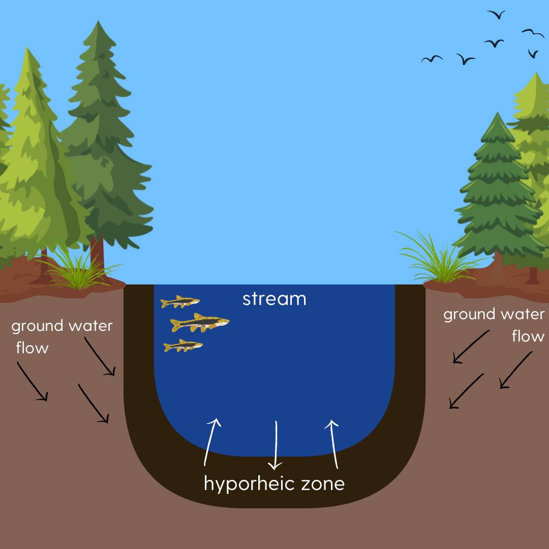 Identifying reaction dynamics in the Hyporheic zone